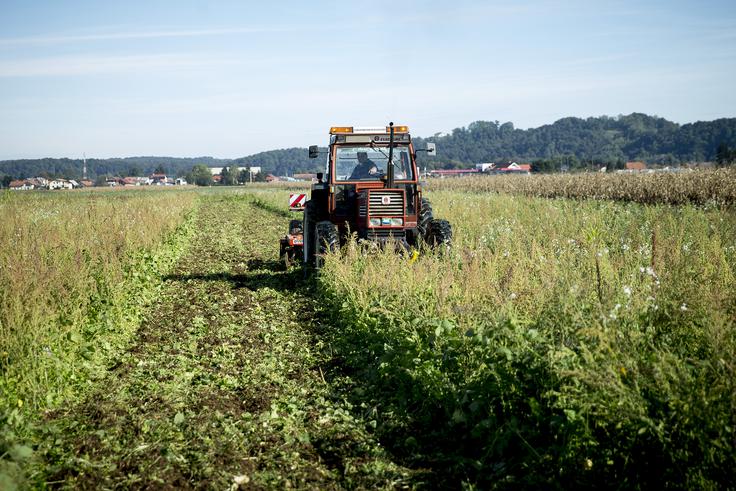 Kmetija majerič Branko Ptuj Ptujski lük čebula ohranitveno kmetijstvo | Foto: Ana Kovač