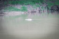 Na poti po Argentini in Braziliji nas je večkrat oblila vročica: v z orožjem prepleteni faveli, klubih Ria in divji džungli #video #foto