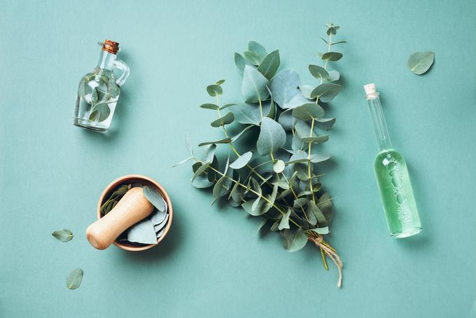 evkaliptus | Foto: Shutterstock