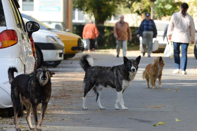 Potepuški psi Romunija | Po besedah ​​domačinov se po okolici vsak dan sprehaja okoli 20 psov, ki nimajo lastnikov in brskajo po smeteh v naselju. | Foto Guliverimage