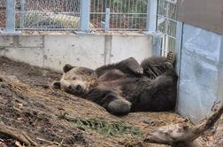 Medvedka Mici se navaja na novo življenjsko okolje