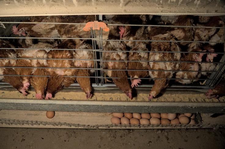 Posnetki baterijske reje kokoši društva AETP na eni od slovenskih kmetij.  | Foto: STA