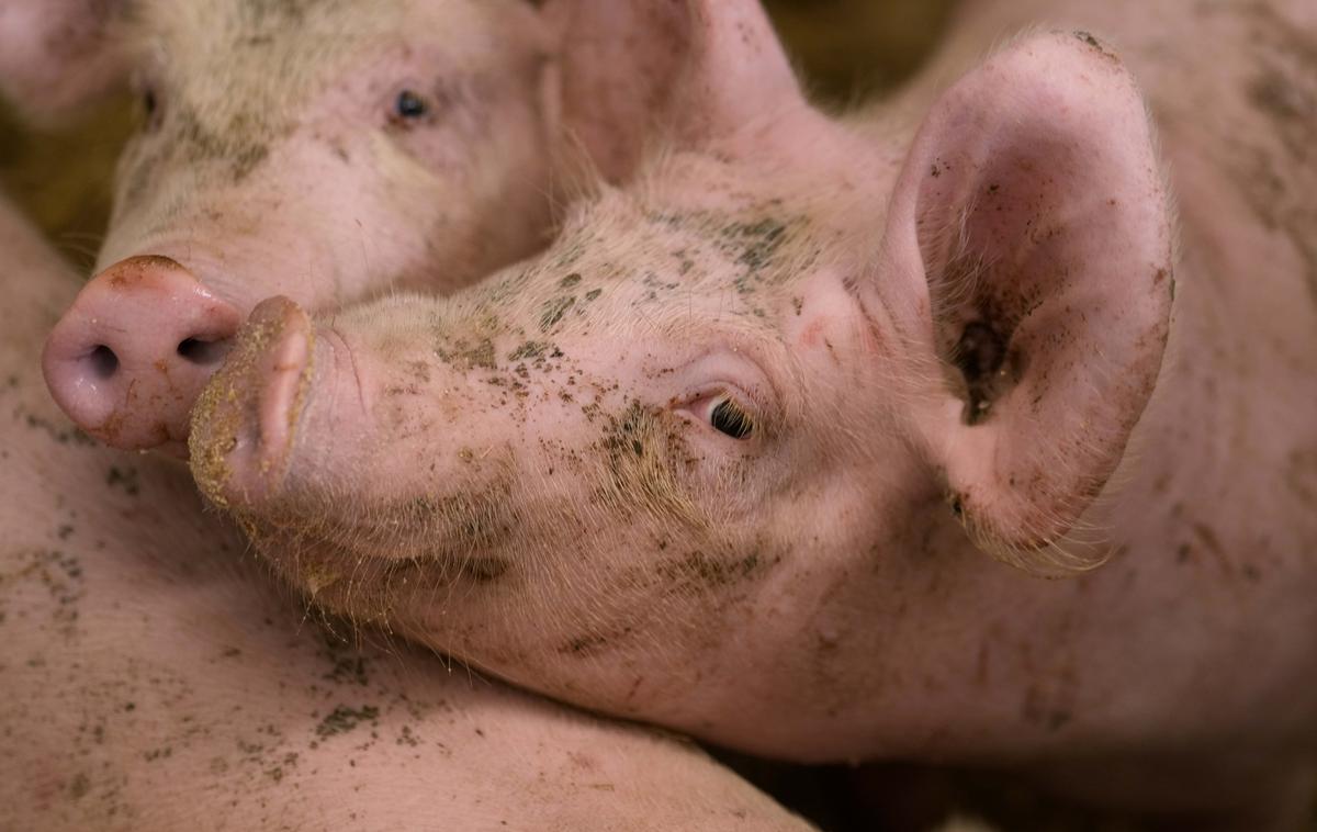 Prašiči | Okužene farme v Baranji bodo zaradi afriške prašičje kuge izgubile več kot 11 tisoč svinj. Virus povzroča največjo krizo v hrvaškem prašičerejskem sektorju doslej. | Foto Guliverimage