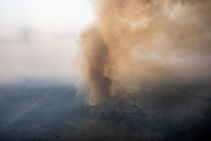 amazonski pragozd | Foto: Getty Images