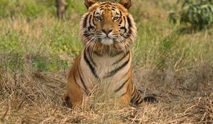 V Indiji konec turizma v parkih s tigri