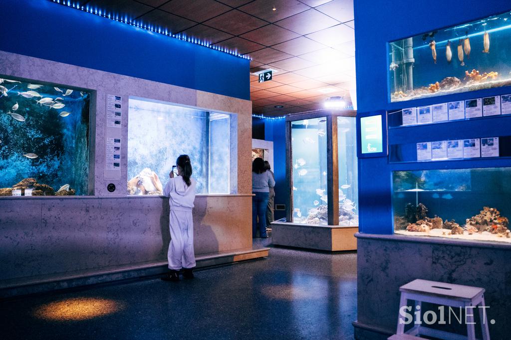 McDonald's, Akvarij Piran