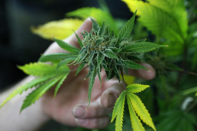 Marihuana | Foto Reuters