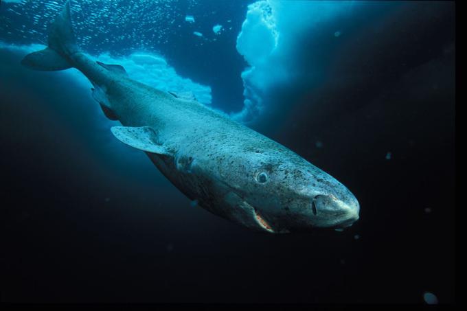 Grenlandski morski pes | Foto: 