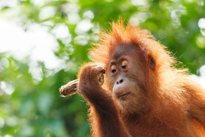 Z orangutani ima umetna inteligenca očitno več sreče kot z gorilami, saj za razliko od goril Googlovo označevanje in iskanje fotografij orangutanov ne izključuje. | Foto: Pixabay