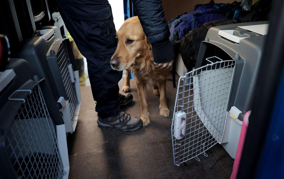 Slovenski reševalni pes | V Turčijo je skupaj z reševalci odšlo sedem psov. Na fotografiji je eden od psov, ki so zdaj v Turčiji. | Foto STA