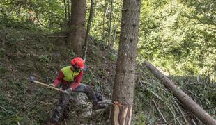 Pri delu v gozdu umrl moški