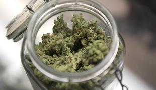 Nov rod gurmanov išče kombinacije vina in marihuane