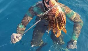 V Jadranskem morju povečano število strupenih rib: ulovili so jo na Korčuli