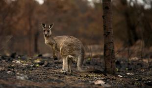 Tudi ITF bo prispevala za odpravljanje posledic požarov v Avstraliji