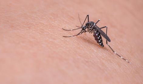 V Trstu odkrili primer bolezni, ki jo prenaša tigrasti komar