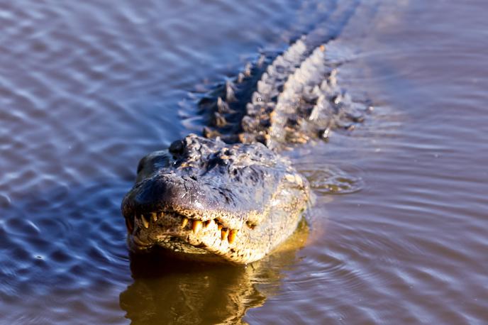 aligator | Fotografija je simbolična. | Foto Reuters