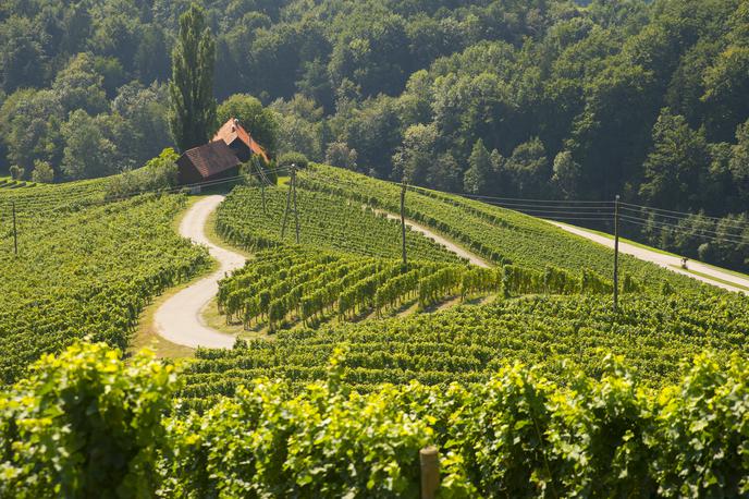 Srce med vinogradi | Srce med vinogradi v Svečini | Foto Shutterstock