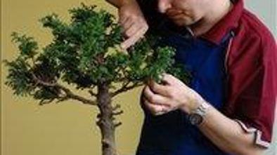 Razstava bonsajev podrla več stereotipov