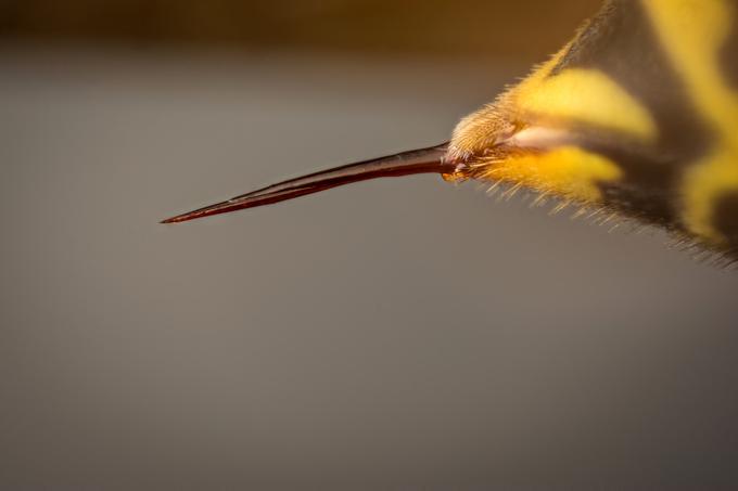 Čebela po enem samem piku umre, osa pa lahko piči večkrat.  | Foto: Thinkstock