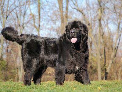 Od novembra popolna prepoved privezovanja psov, kršiteljem grozi visoka denarna kazen