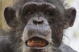 Hrvatje so nam podarili šimpanza Borisa (foto)
