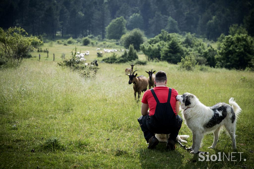 Družinska kmetija Sedmak pastirski psi tornjaki pes Pivka
