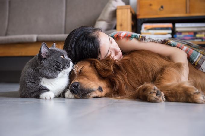hišni ljubljenčki pes mačka | Foto: Shutterstock