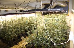 Na območju Ihana zasegli več kot sto sadik konoplje