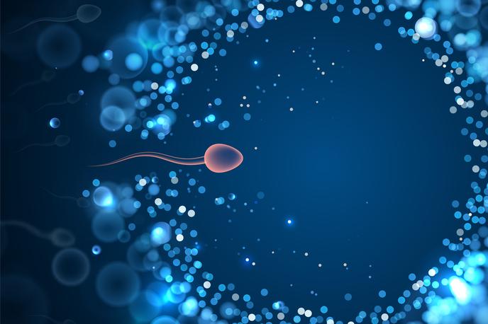 Spermiji | Znanstveniki so odkrili, da človeški spermiji plavajo podobno kot vidre, ne kot jegulje, kot so dolgo domnevali. | Foto Getty Images