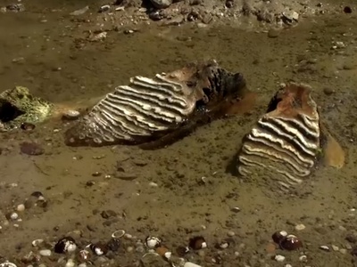 V izsušeni strugi Donave našli mamutove kosti #video