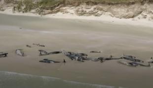 Na odročnem otoku poginilo več kot 140 kitov #video