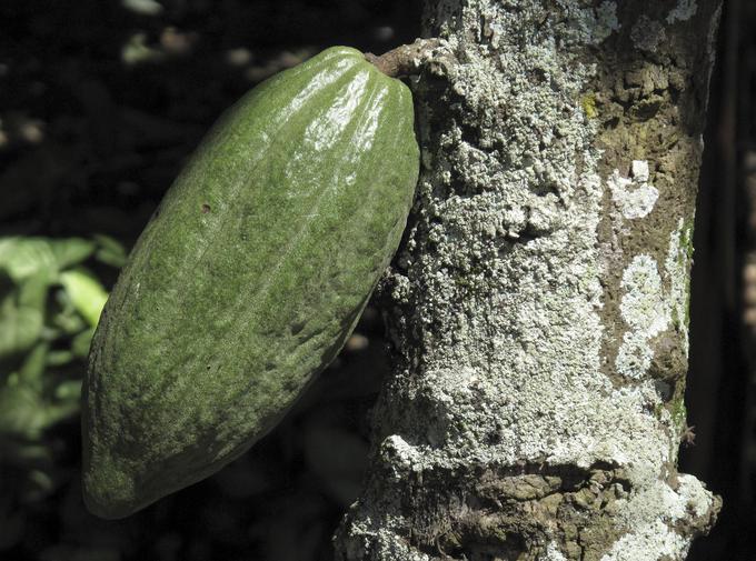 Obstajajo številne vrste in kakovosti kakava - na fotografiji plod kakavovca, ki vsebuje zrna kakava. | Foto: Reuters