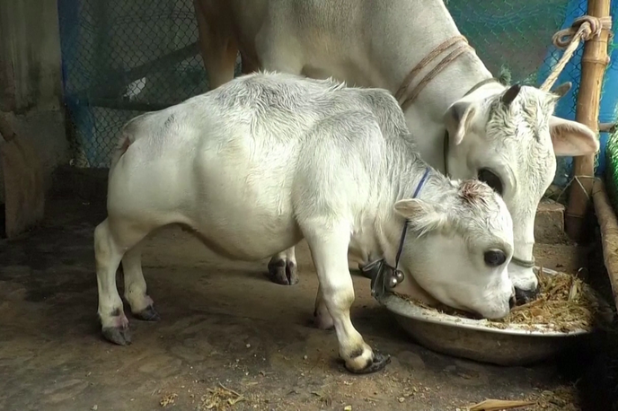 pritlikava krava | Foto zajem zaslona/Reuters