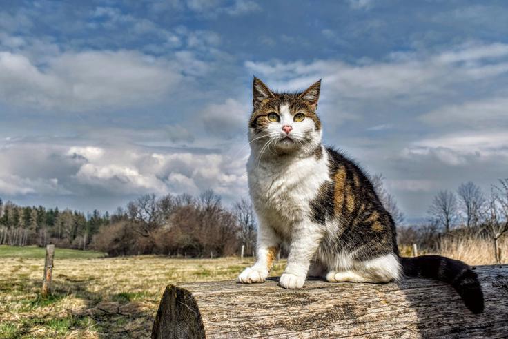 mačka | Foto: Pexels