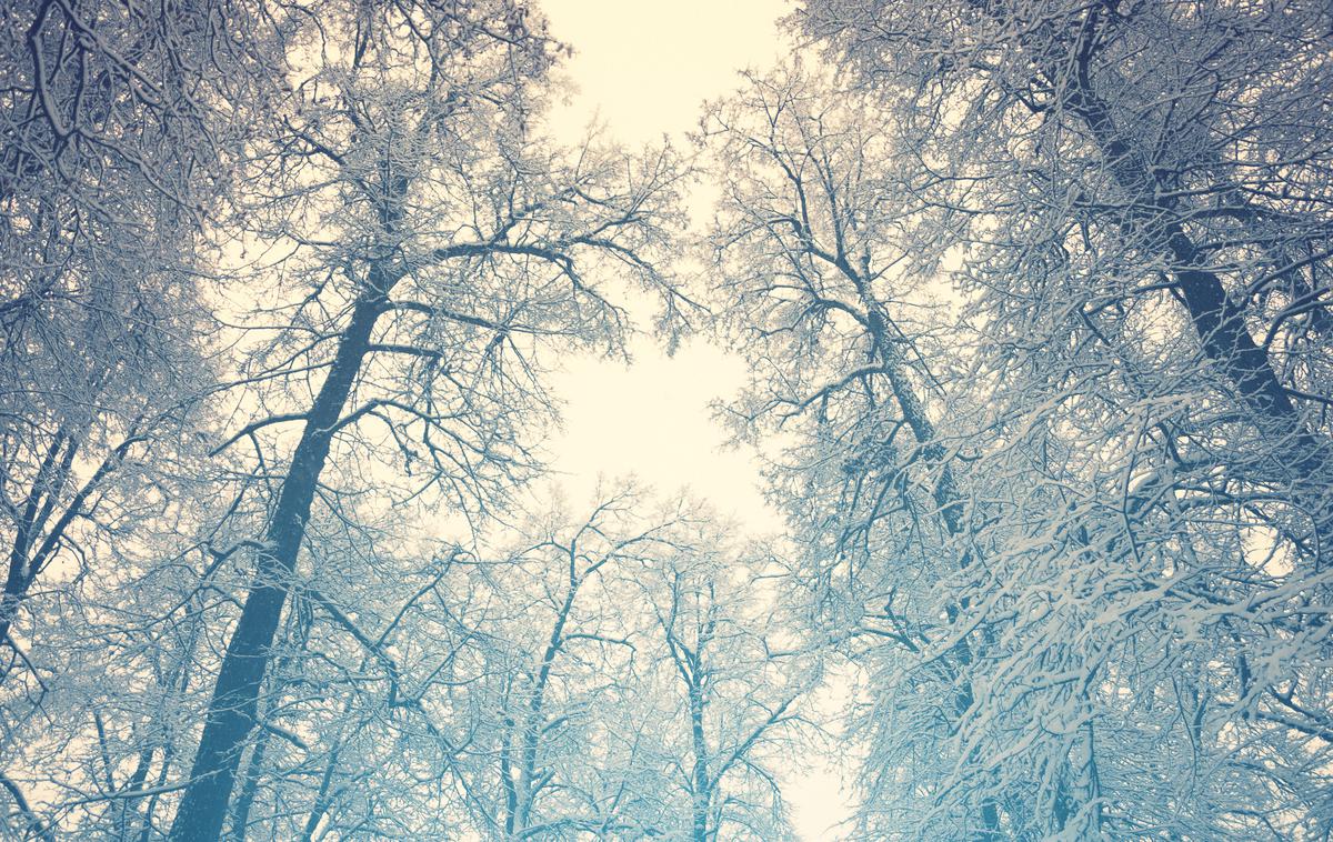 sneg sneži sneženje gozd | Foto Thinkstock