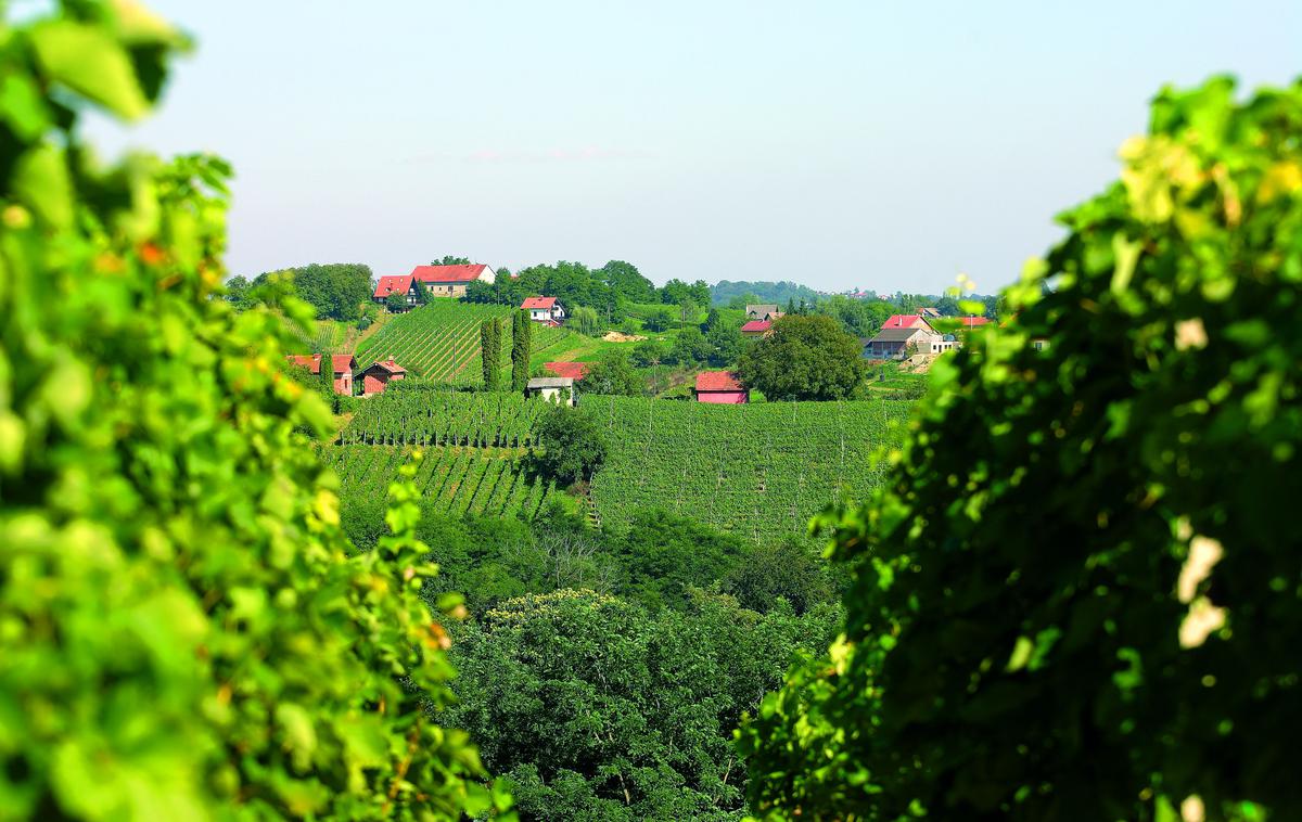 vinograd, Medžimurje. Međimurje | Medžimurje med drugim ponuja številne izhodiščne točke za pohodništvo ali kolesarjenje med griči, kjer se odpirajo razgledi na okoliške vinograde in vasi. | Foto Hrvaška turistična skupnost