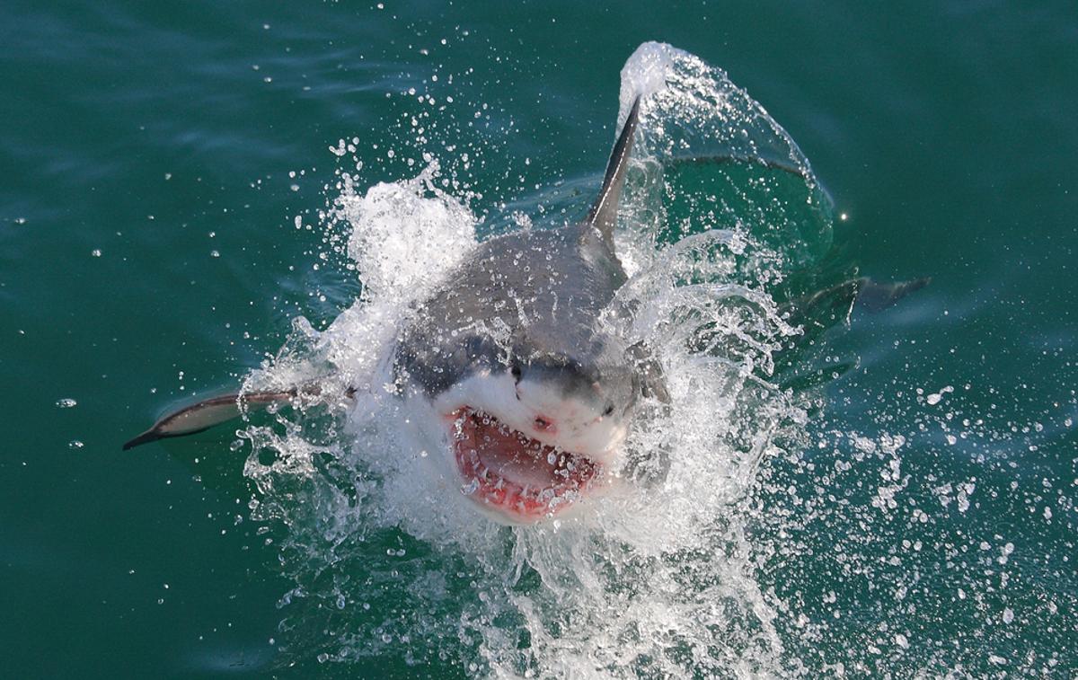 Beli morski pes | Fotografija je simbolična. | Foto Shutterstock