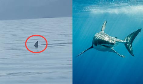 Na Hrvaškem opazili plavut. Snemalec: To je veliki beli morski pes. #video