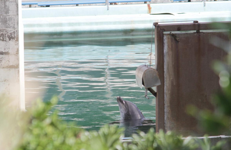 Honey je umrla 29. marca. To je bila ena prvih fotografij delfina po zaprtju akvarija Inubosaki. | Foto: Reuters