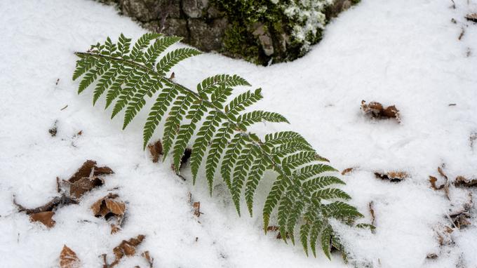 sneg | Foto: Meteoinfo Slovenija