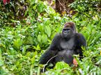 zahodna nižinska gorila, ogrožena vrsta