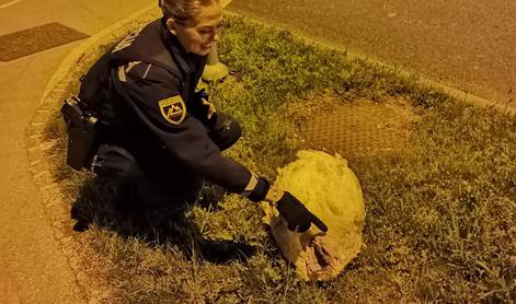 V Ljubljani našli ranjenega purana