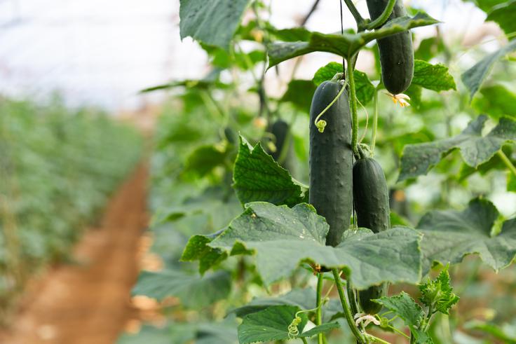 kumare | Foto: Shutterstock