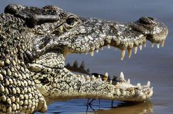 Krokodil v Dravi