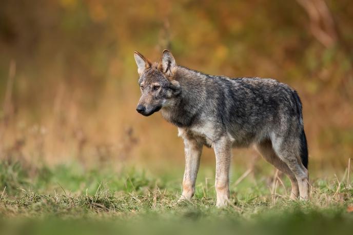 volk, zver, žival | Lastnik je imel na planini večje število ovac. | Foto Shutterstock