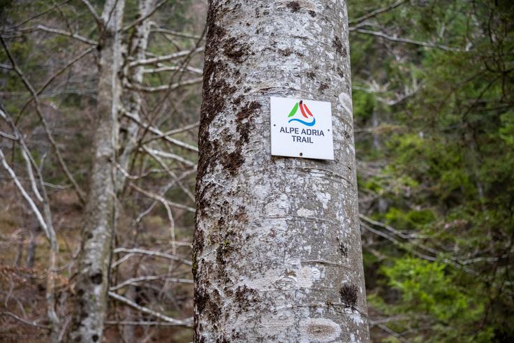 Dve tretjini vzpona gresta po Alpe Adria Trailu. | Foto: Matej Podgoršek