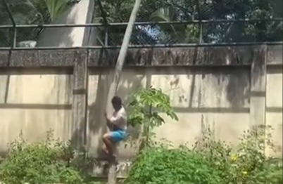 Devetnajstletnik splezal v ogrado k levinji. Ubila ga je pred obiskovalci.