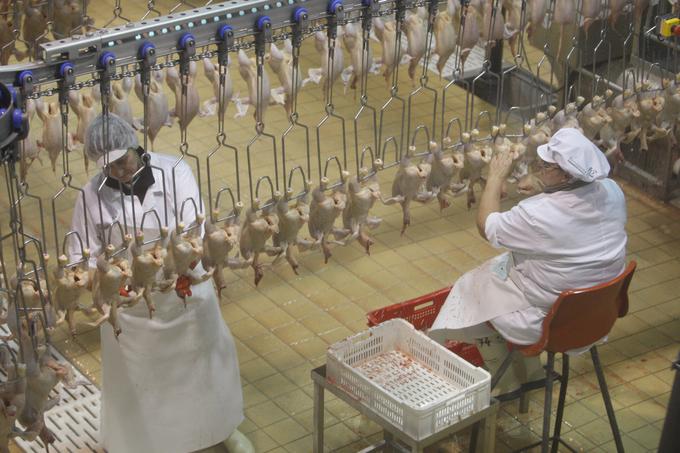 V srbski hčeri Perutnine Ptuj (na sliki proizvodnja na Ptuju) so po izginotju več sto kilogramov mesa delavce priklopili na detektor laži. | Foto: Marko Vanovšek