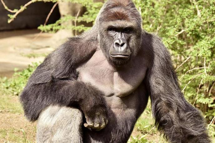 gorila, Harambe | Foto Reuters