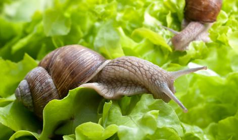 Kako se na naraven način znebiti polžev na vrtu